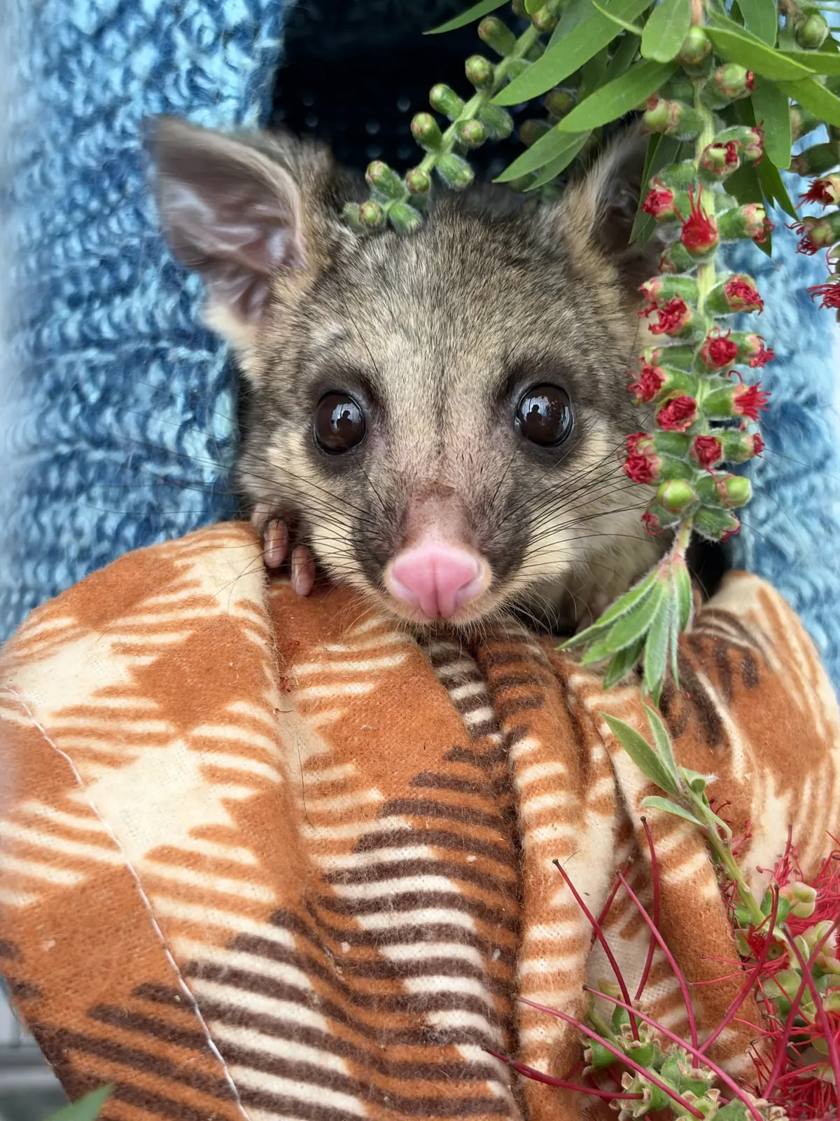 Young brushtail possum wrapped in a blanket in a carer’s arms