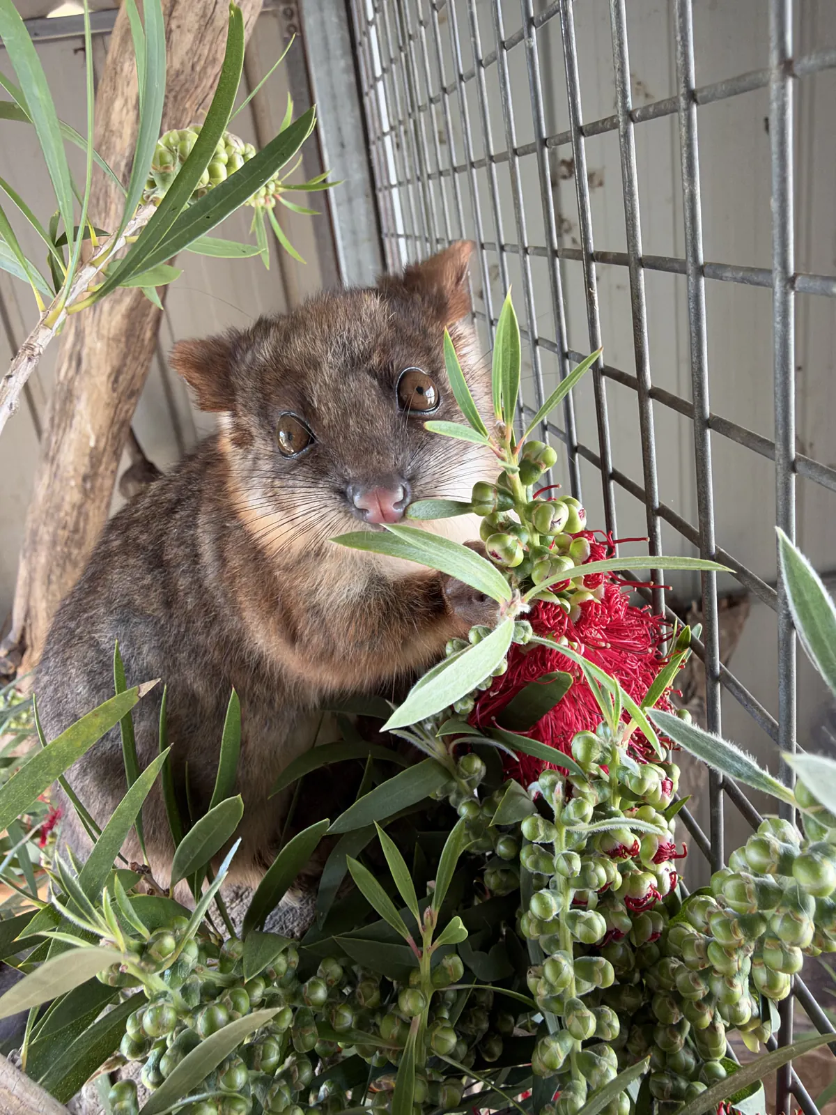 Young possum in care, nestled among bottlebrush and gum leaves