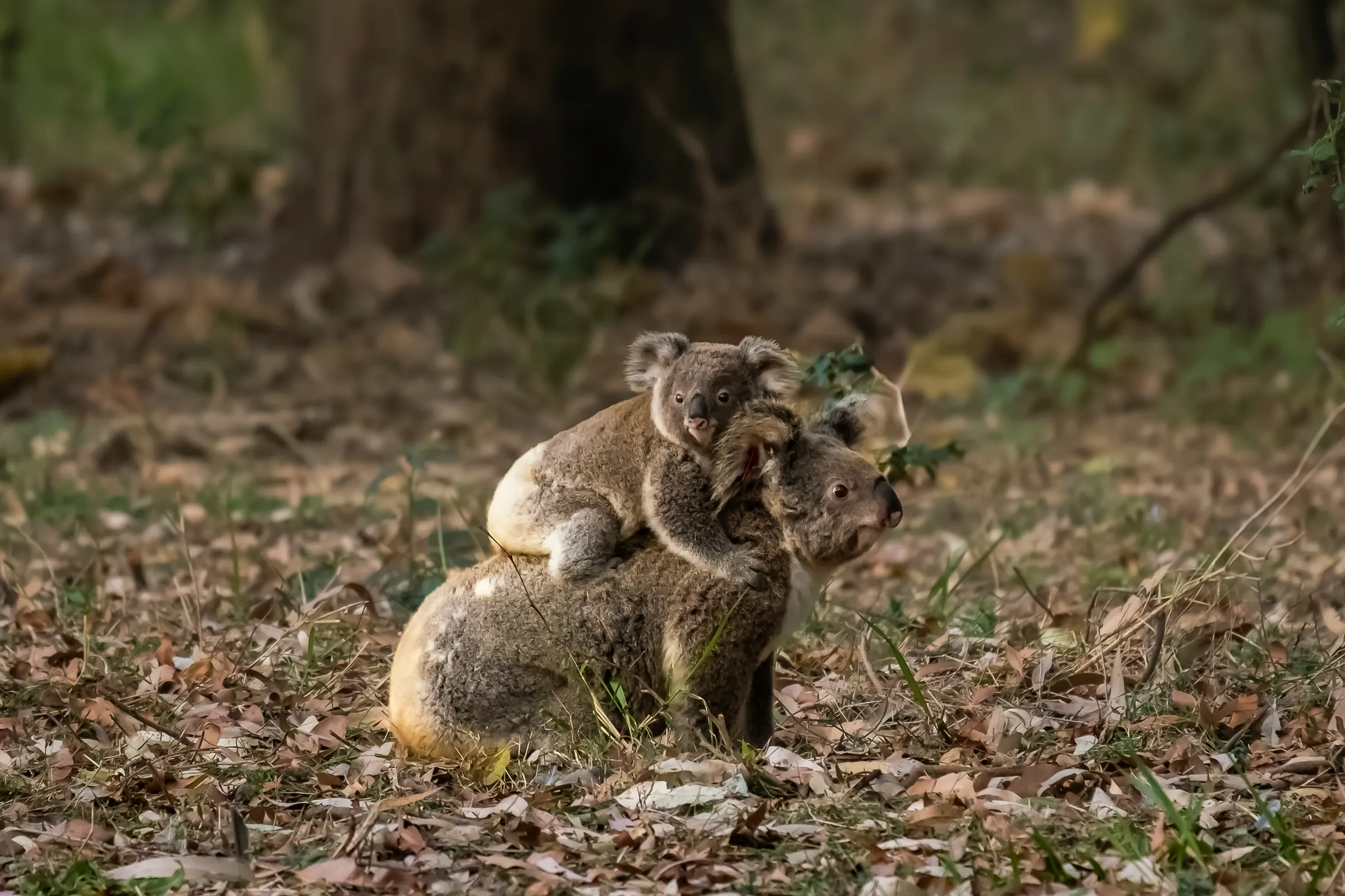 Koala carrying her joey on her back across leaf litter