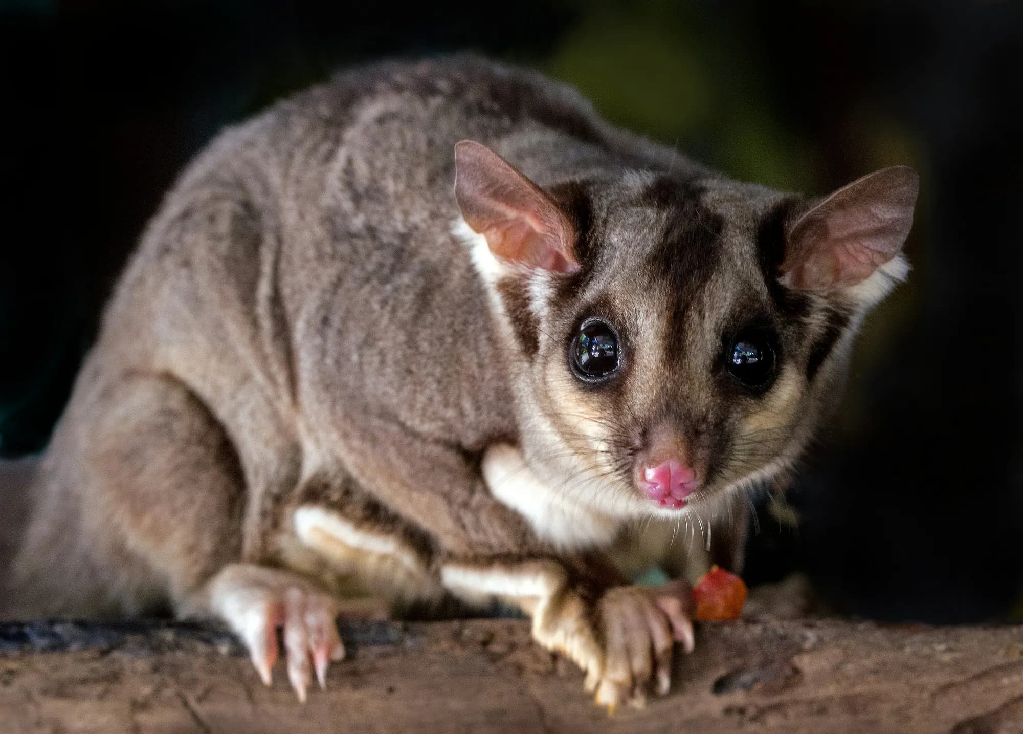 Possum at night perched on a branch