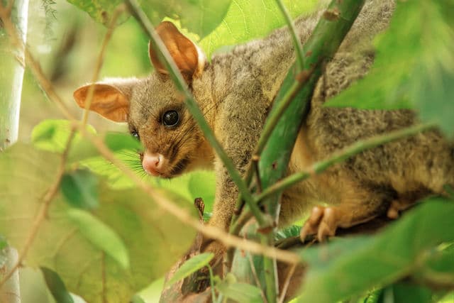 Brushtail possum resting among green foliage