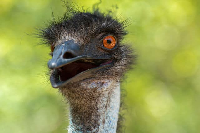 Close-up of an emu against green bushland