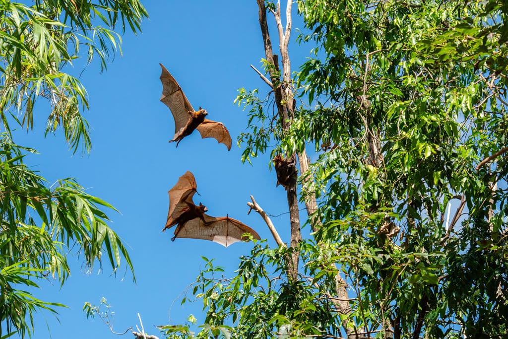 Grey-headed flying foxes in flight above eucalypt canopy