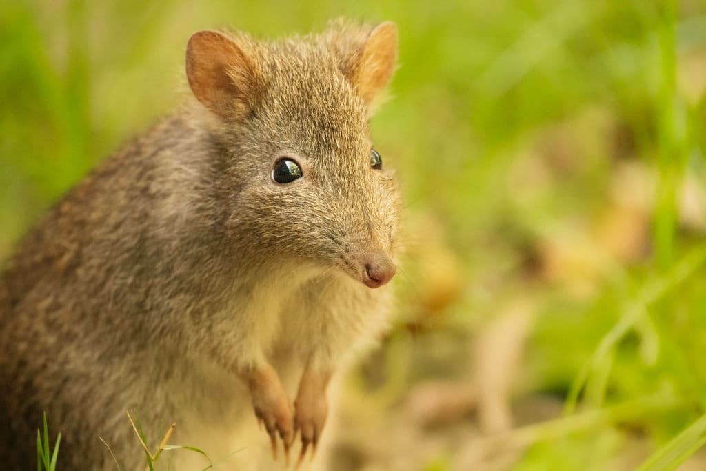 Small native marsupial sitting in green grass