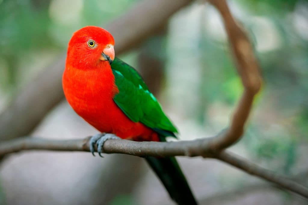 Australian king parrot perched on a branch in riverside bushland