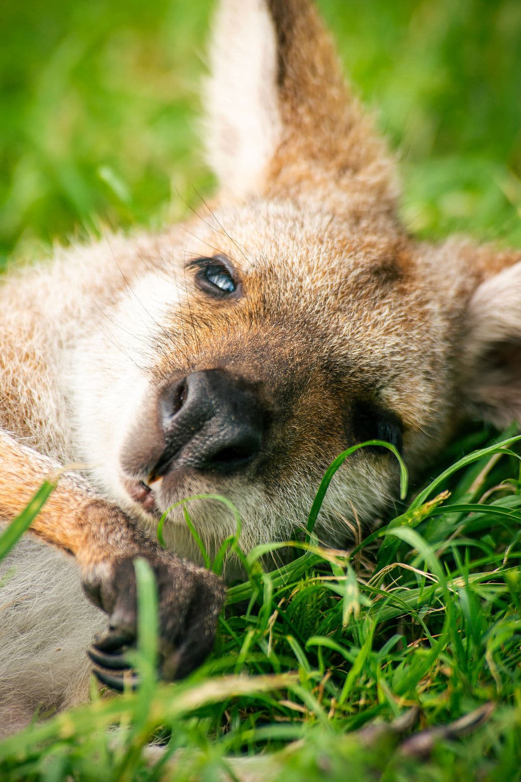 Red-necked wallaby resting in grass