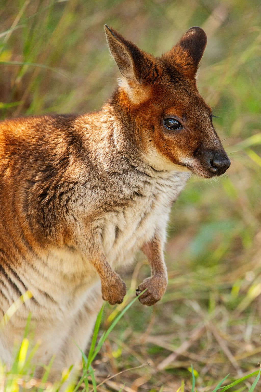 Swamp wallaby standing in native grass near Echuca