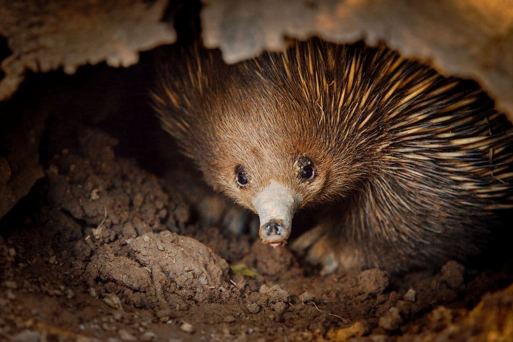Short-beaked echidna foraging in leaf litter